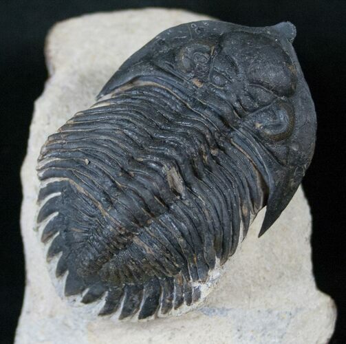 Rare Minicryphaeus Giganteus Trilobite - #13945
